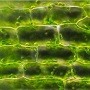 elodea