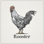 Rooster_800