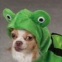 Froggo_Doggo