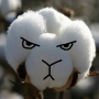 CottonCorn