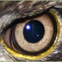 EagleEye_01