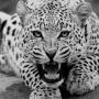 white_jaguar